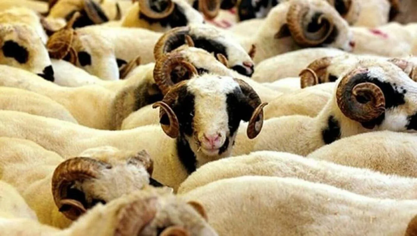 Alo Adak | Online Adaklık Kurban | Akika Kurbanı | Şükür Kurbanı | Afyon Adaklık Kurban