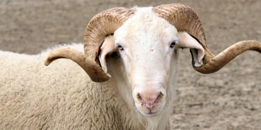 Alo Adak | Online Adaklık Kurban | Akika Kurbanı | Şükür Kurbanı | Afyon Adaklık Kurban