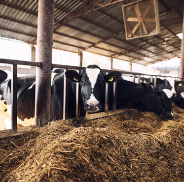 Alo Adak | Online Adaklık Kurban | Akika Kurbanı | Şükür Kurbanı | Afyon Adaklık Kurban